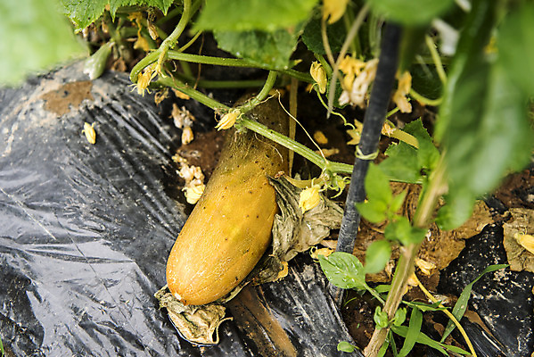 포토 JPG 주간 식재료 취미 사람없음 야외 농작물 농사 유기농 주말 오이밭 주말농장 텃밭 늙은오이 국내포토 자연요소 웰빙 밭 농업 오이 농장 파일형식