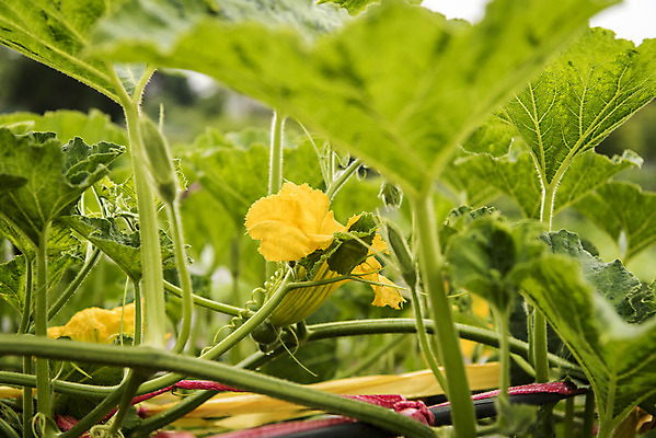 포토 JPG 주간 식재료 취미 사람없음 야외 농작물 농사 유기농 주말 주말농장 텃밭 호박꽃 호박밭 국내포토 자연요소 웰빙 꽃 밭 농업 농장 파일형식
