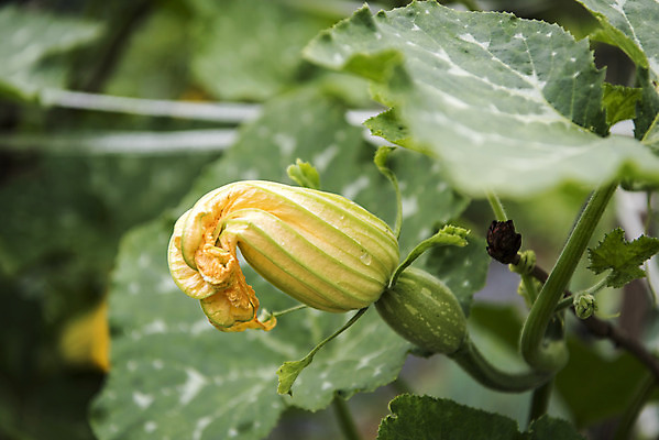 포토 JPG 주간 식재료 취미 사람없음 야외 농작물 농사 유기농 주말 주말농장 텃밭 호박꽃 호박밭 국내포토 자연요소 웰빙 꽃 밭 농업 농장 파일형식