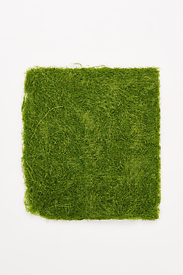 포토 JPG 스튜디오촬영 식재료 반찬 건조 실내 누끼 사람없음 하이앵글 해조류 해초 흰배경 플랫레이 감태 국내포토 음식 뷰포인트 백그라운드 내부 흰색 해양식물 플랫 파일형식