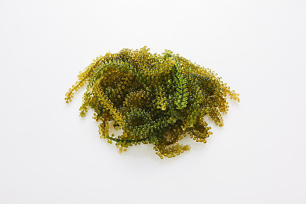 포토 JPG 스튜디오촬영 식재료 반찬 실내 누끼 사람없음 하이앵글 해조류 해초 흰배경 바다포도 국내포토 음식 뷰포인트 백그라운드 내부 흰색 해양식물 파일형식