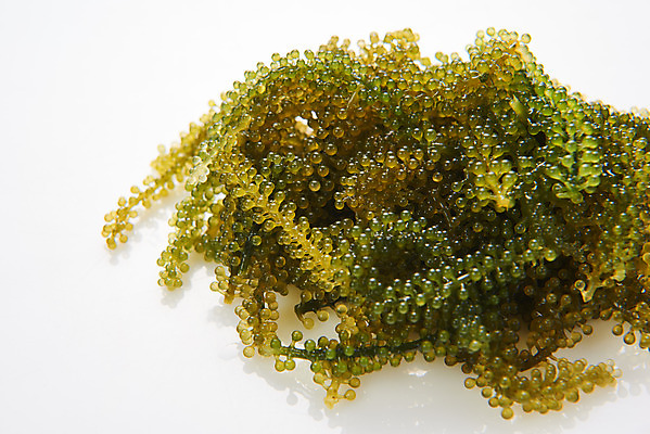 포토 JPG 스튜디오촬영 식재료 반찬 실내 누끼 사람없음 하이앵글 해조류 해초 흰배경 바다포도 국내포토 음식 뷰포인트 백그라운드 내부 흰색 해양식물 파일형식