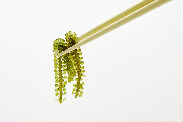 포토 JPG 스튜디오촬영 식재료 젓가락 반찬 실내 누끼 사람없음 하이앵글 해조류 해초 흰배경 바다포도 국내포토 음식 뷰포인트 백그라운드 수저 내부 흰색 해양식물 파일형식