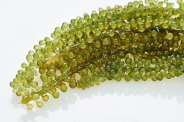 포토 JPG 스튜디오촬영 식재료 반찬 실내 누끼 근접촬영 사람없음 하이앵글 해조류 해초 흰배경 바다포도 국내포토 음식 뷰포인트 백그라운드 내부 흰색 해양식물 파일형식