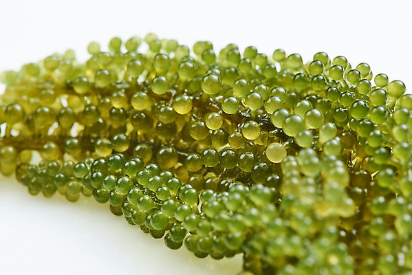 포토 JPG 스튜디오촬영 식재료 반찬 실내 누끼 근접촬영 사람없음 하이앵글 해조류 해초 흰배경 바다포도 국내포토 음식 뷰포인트 백그라운드 내부 흰색 해양식물 파일형식