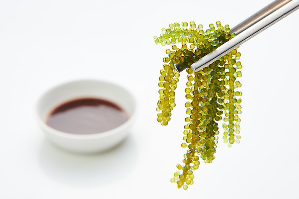 포토 JPG 스튜디오촬영 식재료 젓가락 반찬 실내 누끼 사람없음 하이앵글 해조류 해초 흰배경 바다포도 초고추장 국내포토 음식 뷰포인트 백그라운드 수저 내부 흰색 양념 해양식물 파일형식