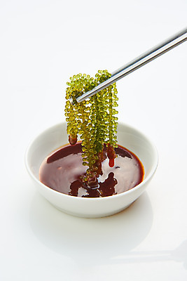 포토 JPG 스튜디오촬영 식재료 젓가락 반찬 실내 누끼 사람없음 하이앵글 해조류 해초 흰배경 바다포도 초고추장 국내포토 음식 뷰포인트 백그라운드 수저 내부 흰색 양념 해양식물 파일형식