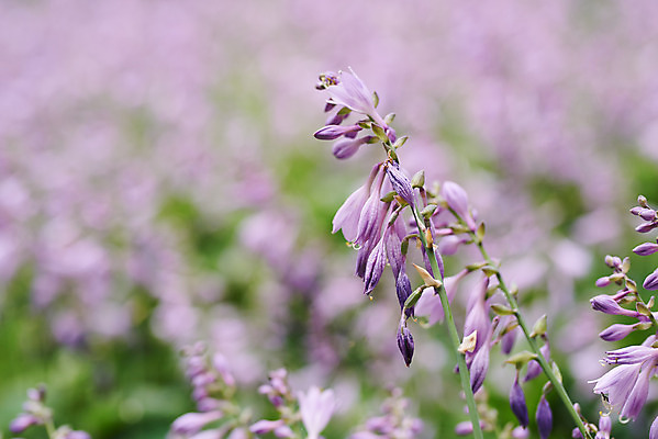 포토 JPG 주간 식물 꽃 어린이라이프 꽃밭 자연 초원 사람없음 야외 아웃포커스 여름 보라색 라벤더 용인 휴양림 국내포토 자연요소 라이프스타일 계절 어린이 컬러 촬영기법 허브 생태계 경기도 파일형식