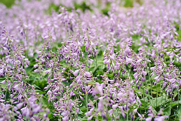 포토 JPG 주간 식물 꽃 어린이라이프 꽃밭 자연 초원 사람없음 야외 아웃포커스 여름 보라색 라벤더 용인 휴양림 국내포토 자연요소 라이프스타일 계절 어린이 컬러 촬영기법 허브 생태계 경기도 파일형식