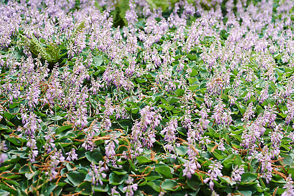 포토 JPG 주간 식물 꽃 어린이라이프 꽃밭 자연 초원 사람없음 야외 아웃포커스 여름 보라색 라벤더 용인 휴양림 국내포토 자연요소 라이프스타일 계절 어린이 컬러 촬영기법 허브 생태계 경기도 파일형식