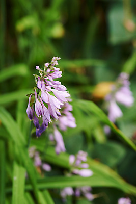 포토 JPG 주간 식물 꽃 어린이라이프 꽃밭 자연 초원 사람없음 야외 아웃포커스 여름 보라색 라벤더 용인 휴양림 국내포토 자연요소 라이프스타일 계절 어린이 컬러 촬영기법 허브 생태계 경기도 파일형식