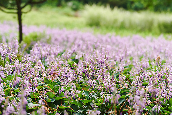 포토 JPG 주간 식물 꽃 어린이라이프 꽃밭 자연 초원 사람없음 야외 아웃포커스 여름 보라색 라벤더 용인 휴양림 국내포토 자연요소 라이프스타일 계절 어린이 컬러 촬영기법 허브 생태계 경기도 파일형식