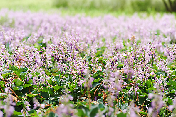 포토 JPG 주간 식물 꽃 어린이라이프 꽃밭 자연 초원 사람없음 야외 아웃포커스 여름 보라색 라벤더 용인 휴양림 국내포토 자연요소 라이프스타일 계절 어린이 컬러 촬영기법 허브 생태계 경기도 파일형식