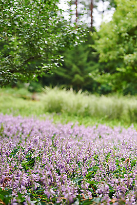 포토 JPG 주간 식물 꽃 어린이라이프 꽃밭 자연 초원 사람없음 야외 아웃포커스 여름 보라색 라벤더 용인 휴양림 국내포토 자연요소 라이프스타일 계절 어린이 컬러 촬영기법 허브 생태계 경기도 파일형식