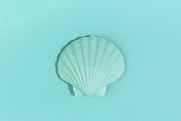 포토 JPG 스튜디오촬영 조개 실내 누끼 사람없음 하이앵글 한개 조개껍데기 오브젝트 가리비 민트색 플랫레이 국내포토 1 뷰포인트 컬러 어패류 내부 플랫 파일형식