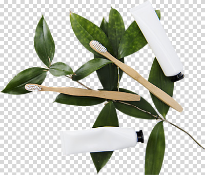 편집이미지 나뭇잎 누끼 사람없음 여러개 칫솔 오브젝트 치약 PNG 편집소스 다수 잎 위생용품 파일형식