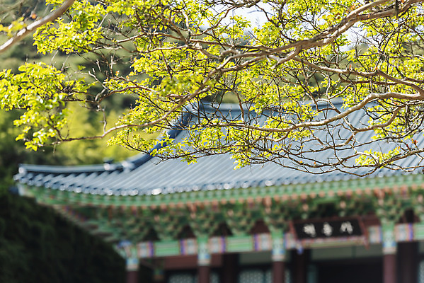 포토 JPG 주간 나무 한국전통 여행 유적지 풍경 사람없음 야외 아웃포커스 관광지 맑음 봄 세계문화유산 문화재 나뭇가지 역사 한국사 충청도 사적지 충무공 현충사 아산 국내포토 자연요소 식물 전통 계절 고건축 날씨 한국 촬영기법 충청남도 파일형식