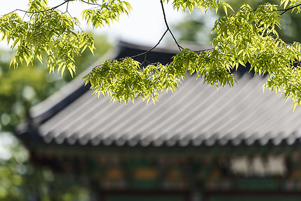 포토 JPG 주간 나무 한국전통 여행 유적지 풍경 사람없음 야외 아웃포커스 관광지 맑음 봄 세계문화유산 문화재 역사 한국사 충청도 사적지 충무공 아산 구현충사 국내포토 자연요소 식물 전통 계절 고건축 날씨 한국 촬영기법 충청남도 현충사 파일형식