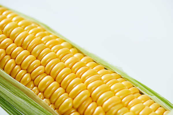 포토 JPG 스튜디오촬영 식재료 곡류 실내 옥수수 누끼 근접촬영 사람없음 한개 흰색 신선 흰배경 유기농 제철음식 초당옥수수 국내포토 1 웰빙 음식 뷰포인트 컬러 백그라운드 내부 제철 파일형식