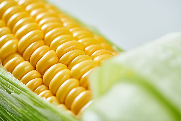 포토 JPG 스튜디오촬영 식재료 곡류 실내 옥수수 누끼 근접촬영 사람없음 한개 흰색 신선 흰배경 유기농 제철음식 초당옥수수 국내포토 1 웰빙 음식 뷰포인트 컬러 백그라운드 내부 제철 파일형식