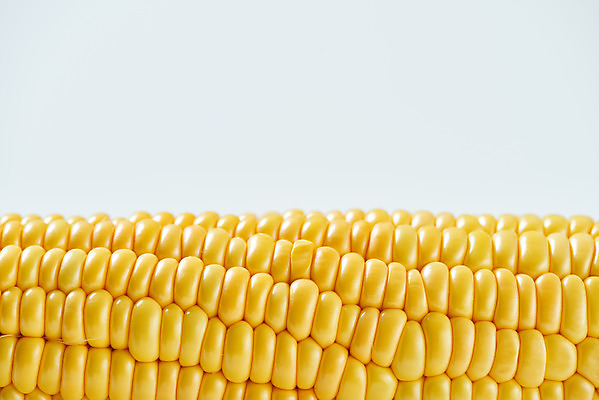 포토 JPG 스튜디오촬영 식재료 곡류 실내 옥수수 누끼 근접촬영 사람없음 한개 흰색 신선 흰배경 유기농 제철음식 초당옥수수 국내포토 1 웰빙 음식 뷰포인트 컬러 백그라운드 내부 제철 파일형식