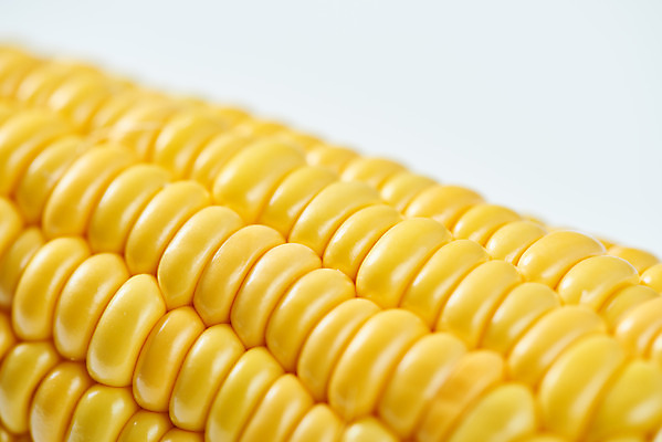 포토 JPG 스튜디오촬영 식재료 곡류 실내 옥수수 누끼 근접촬영 사람없음 한개 흰색 신선 흰배경 유기농 제철음식 초당옥수수 국내포토 1 웰빙 음식 뷰포인트 컬러 백그라운드 내부 제철 파일형식