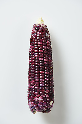 포토 JPG 스튜디오촬영 식재료 곡류 실내 옥수수 누끼 사람없음 하이앵글 한개 흰색 신선 흰배경 유기농 찰옥수수 플랫레이 제철음식 흑찰옥수수 국내포토 1 웰빙 음식 뷰포인트 컬러 백그라운드 내부 플랫 제철 파일형식