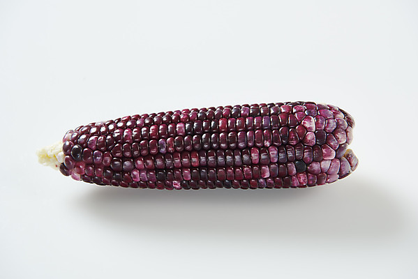 포토 JPG 스튜디오촬영 식재료 곡류 실내 옥수수 누끼 사람없음 하이앵글 한개 흰색 신선 흰배경 유기농 찰옥수수 제철음식 흑찰옥수수 국내포토 1 웰빙 음식 뷰포인트 컬러 백그라운드 내부 제철 파일형식