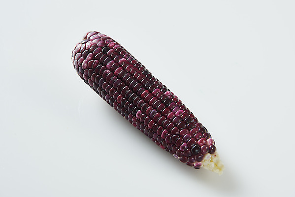 포토 JPG 스튜디오촬영 식재료 곡류 실내 옥수수 누끼 사람없음 하이앵글 한개 흰색 신선 흰배경 유기농 찰옥수수 제철음식 흑찰옥수수 국내포토 1 웰빙 음식 뷰포인트 컬러 백그라운드 내부 제철 파일형식