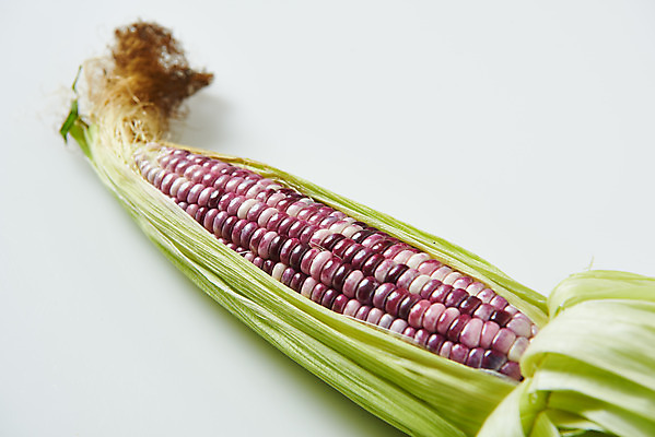 포토 JPG 스튜디오촬영 식재료 곡류 실내 옥수수 누끼 사람없음 하이앵글 한개 흰색 신선 흰배경 유기농 찰옥수수 제철음식 흑찰옥수수 국내포토 1 웰빙 음식 뷰포인트 컬러 백그라운드 내부 제철 파일형식