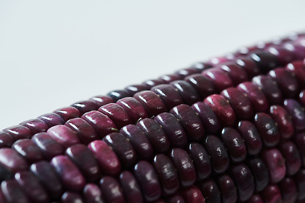 포토 JPG 스튜디오촬영 식재료 곡류 실내 옥수수 누끼 근접촬영 사람없음 한개 흰색 신선 흰배경 유기농 찰옥수수 제철음식 흑찰옥수수 국내포토 1 웰빙 음식 뷰포인트 컬러 백그라운드 내부 제철 파일형식