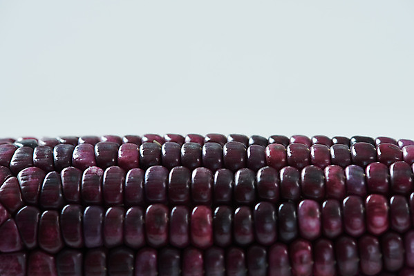 포토 JPG 스튜디오촬영 식재료 곡류 실내 옥수수 누끼 근접촬영 사람없음 한개 흰색 신선 흰배경 유기농 찰옥수수 제철음식 흑찰옥수수 국내포토 1 웰빙 음식 뷰포인트 컬러 백그라운드 내부 제철 파일형식