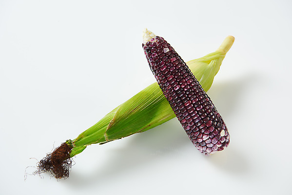 포토 JPG 스튜디오촬영 식재료 곡류 실내 옥수수 누끼 사람없음 하이앵글 두개 흰색 신선 흰배경 유기농 찰옥수수 제철음식 흑찰옥수수 국내포토 웰빙 음식 뷰포인트 컬러 백그라운드 2 내부 제철 파일형식