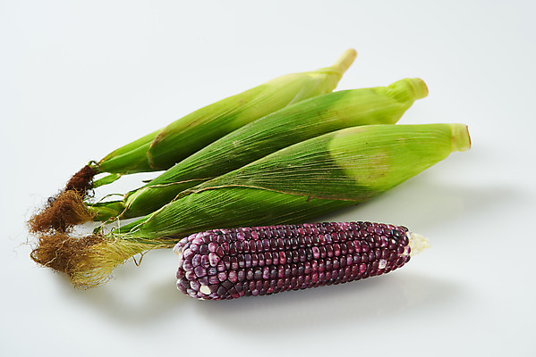 포토 JPG 스튜디오촬영 식재료 곡류 실내 옥수수 누끼 사람없음 여러개 흰색 신선 흰배경 유기농 찰옥수수 제철음식 흑찰옥수수 국내포토 웰빙 음식 컬러 다수 백그라운드 내부 제철 파일형식