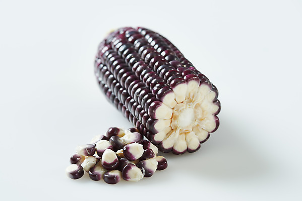 포토 JPG 스튜디오촬영 식재료 곡류 실내 옥수수 누끼 사람없음 흰색 신선 흰배경 유기농 찰옥수수 제철음식 흑찰옥수수 국내포토 웰빙 음식 컬러 백그라운드 내부 제철 파일형식