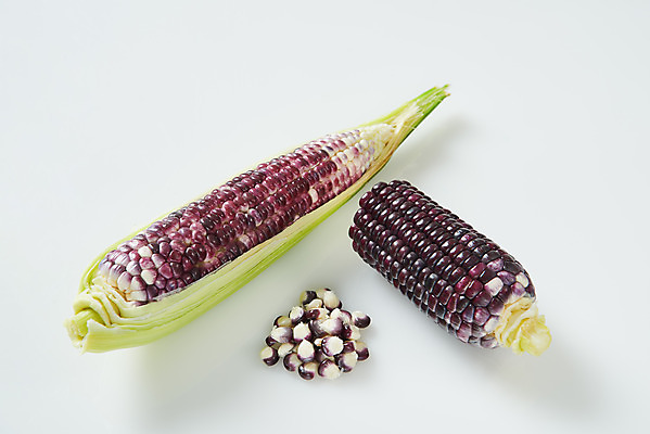 포토 JPG 스튜디오촬영 식재료 곡류 실내 옥수수 누끼 사람없음 흰색 신선 흰배경 유기농 찰옥수수 제철음식 흑찰옥수수 국내포토 웰빙 음식 컬러 백그라운드 내부 제철 파일형식