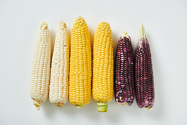 포토 JPG 스튜디오촬영 식재료 곡류 실내 옥수수 누끼 사람없음 하이앵글 여러개 흰색 신선 흰배경 유기농 찰옥수수 플랫레이 제철음식 초당옥수수 흑찰옥수수 국내포토 웰빙 음식 뷰포인트 컬러 다수 백그라운드 내부 플랫 제철 파일형식