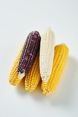 포토 JPG 스튜디오촬영 식재료 곡류 실내 옥수수 누끼 사람없음 여러개 흰색 신선 흰배경 유기농 찰옥수수 제철음식 초당옥수수 흑찰옥수수 국내포토 웰빙 음식 컬러 다수 백그라운드 내부 제철 파일형식