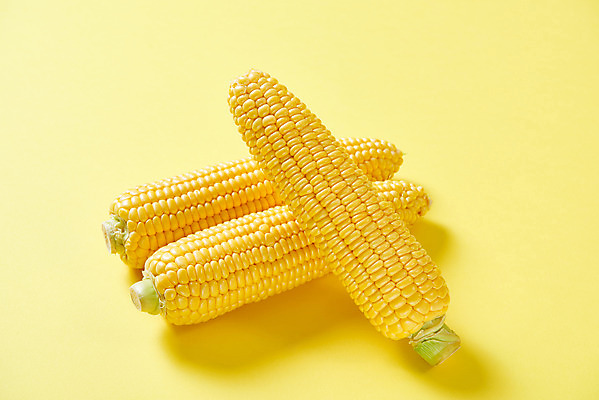 포토 JPG 스튜디오촬영 식재료 곡류 실내 옥수수 누끼 사람없음 하이앵글 노란색 신선 세개 유기농 노란배경 제철음식 초당옥수수 국내포토 웰빙 음식 뷰포인트 컬러 백그라운드 3 내부 제철 파일형식