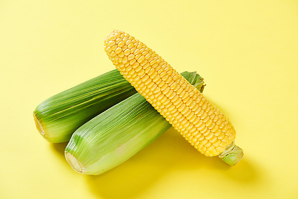 포토 JPG 스튜디오촬영 식재료 곡류 실내 옥수수 누끼 사람없음 노란색 신선 세개 유기농 노란배경 제철음식 초당옥수수 국내포토 웰빙 음식 컬러 백그라운드 3 내부 제철 파일형식