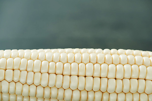 포토 JPG 스튜디오촬영 식재료 곡류 실내 옥수수 누끼 근접촬영 사람없음 한개 신선 유기농 찰옥수수 제철음식 국내포토 1 웰빙 음식 뷰포인트 내부 제철 파일형식