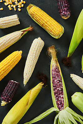 포토 JPG 스튜디오촬영 식재료 검은배경 곡류 실내 옥수수 누끼 사람없음 하이앵글 여러개 신선 유기농 찰옥수수 플랫레이 제철음식 초당옥수수 흑찰옥수수 국내포토 웰빙 음식 뷰포인트 다수 백그라운드 내부 검은색 플랫 제철 파일형식