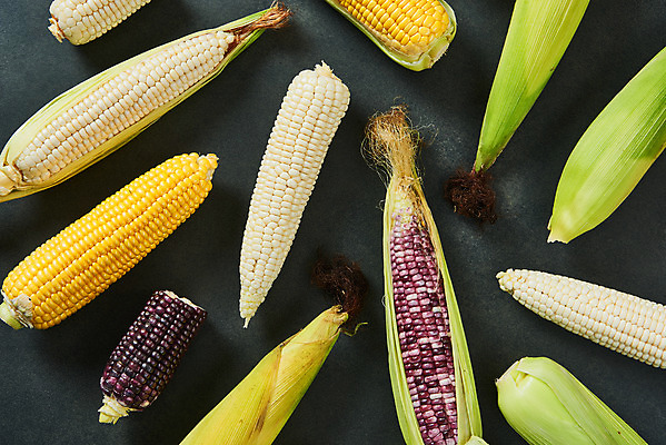 포토 JPG 스튜디오촬영 식재료 검은배경 곡류 실내 옥수수 누끼 사람없음 하이앵글 여러개 신선 유기농 찰옥수수 플랫레이 제철음식 초당옥수수 흑찰옥수수 국내포토 웰빙 음식 뷰포인트 다수 백그라운드 내부 검은색 플랫 제철 파일형식