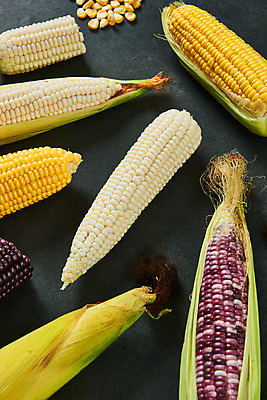 포토 JPG 스튜디오촬영 식재료 검은배경 곡류 실내 옥수수 누끼 사람없음 하이앵글 신선 유기농 찰옥수수 제철음식 초당옥수수 흑찰옥수수 국내포토 웰빙 음식 뷰포인트 백그라운드 내부 검은색 제철 파일형식
