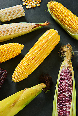 포토 JPG 스튜디오촬영 식재료 검은배경 곡류 실내 옥수수 누끼 사람없음 하이앵글 신선 유기농 찰옥수수 제철음식 초당옥수수 흑찰옥수수 국내포토 웰빙 음식 뷰포인트 백그라운드 내부 검은색 제철 파일형식