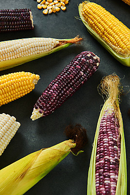포토 JPG 스튜디오촬영 식재료 검은배경 곡류 실내 옥수수 누끼 사람없음 여러개 신선 유기농 찰옥수수 제철음식 초당옥수수 흑찰옥수수 국내포토 웰빙 음식 다수 백그라운드 내부 검은색 제철 파일형식
