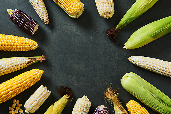 포토 JPG 스튜디오촬영 식재료 검은배경 곡류 프레임 실내 옥수수 누끼 사람없음 하이앵글 여러개 신선 유기농 찰옥수수 플랫레이 제철음식 초당옥수수 흑찰옥수수 국내포토 웰빙 음식 뷰포인트 다수 백그라운드 내부 검은색 플랫 제철 파일형식