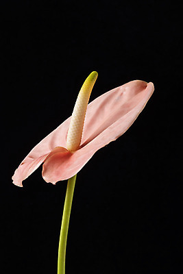 포토 JPG 스튜디오촬영 꽃 백그라운드 한송이 검은배경 실내 누끼 근접촬영 사람없음 신선 오브젝트 안스리움 국내포토 식물 1 뷰포인트 내부 검은색 송이 파일형식