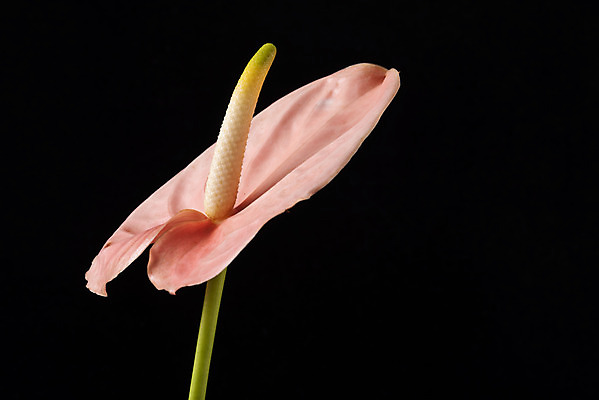 포토 JPG 스튜디오촬영 꽃 백그라운드 한송이 검은배경 실내 누끼 근접촬영 사람없음 신선 오브젝트 안스리움 국내포토 식물 1 뷰포인트 내부 검은색 송이 파일형식