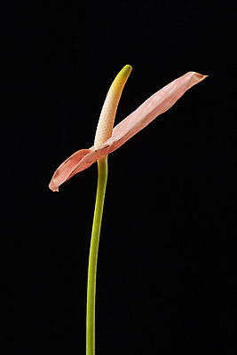 포토 JPG 스튜디오촬영 꽃 백그라운드 한송이 검은배경 실내 누끼 근접촬영 사람없음 신선 오브젝트 안스리움 국내포토 식물 1 뷰포인트 내부 검은색 송이 파일형식